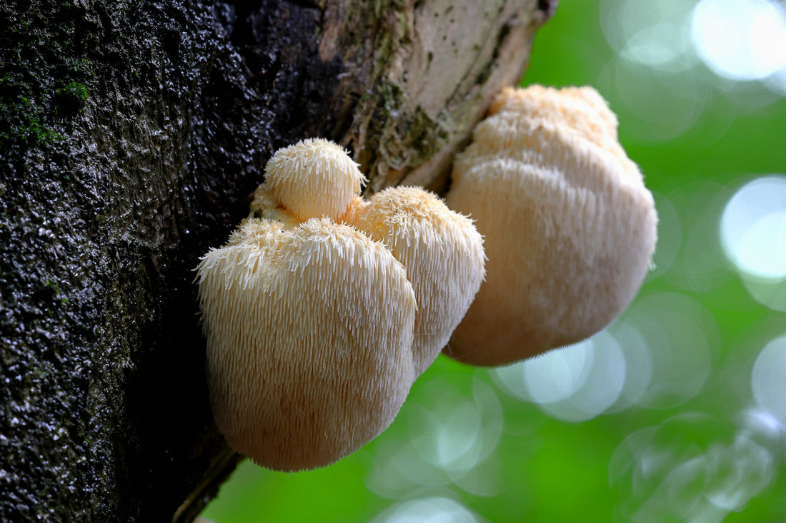 The Wonders of Lion's Mane Mushroom - Fast Friends Fungi