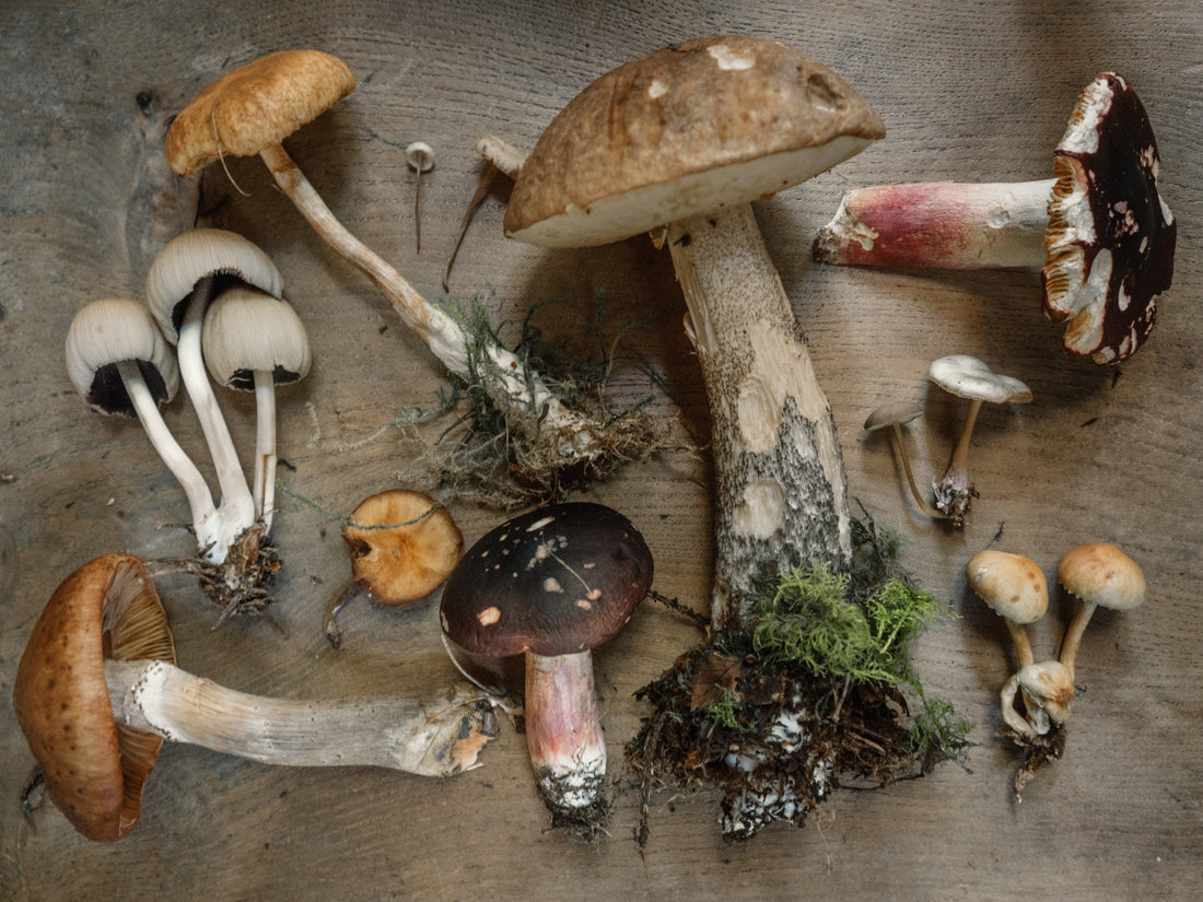 Functional Mushrooms: 9 Fascinating Statistics About Fantastic Fungi - Fast Friends Fungi