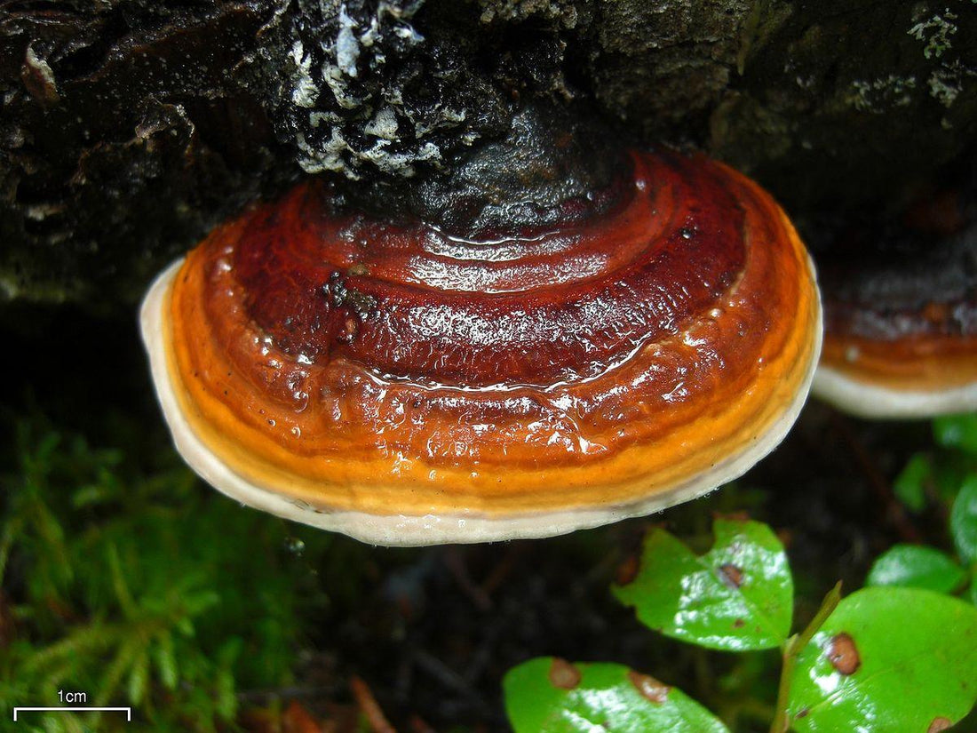 Red-Belted Conk Polypore: What is it? Benefits & Uses - Fast Friends Fungi