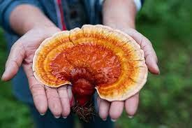 Fun Facts about Reishi Mushroom | The "Mushroom of Immortality" - Fast Friends Fungi