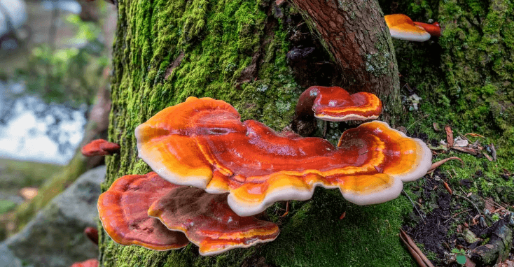 Reishi Mushroom: The Ultimate Health Elixir - Fast Friends Fungi