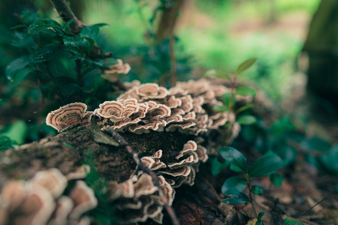 Turkey Tail Mushroom: An Immune Wellness Wonder - Fast Friends Fungi