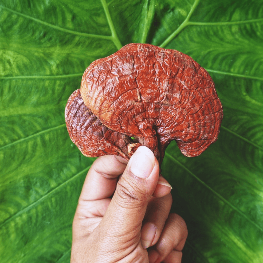 Reishi Superfood Mushroom Tincture - Fast Friends Fungi