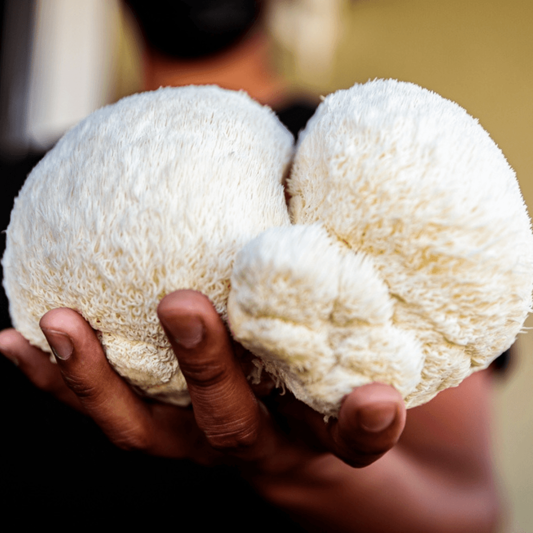 Lion's Mane Superfood Mushroom Tincture - Fast Friends Fungi